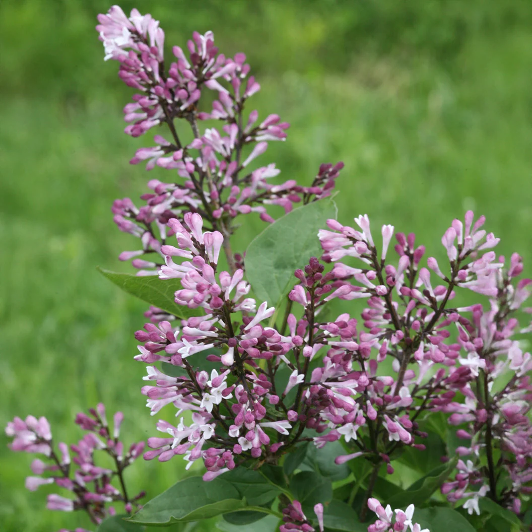 Proven Winners® Baby Kim® Lilac Shrub 6 Proven Winners® Baby Kim® Lilac Shrub