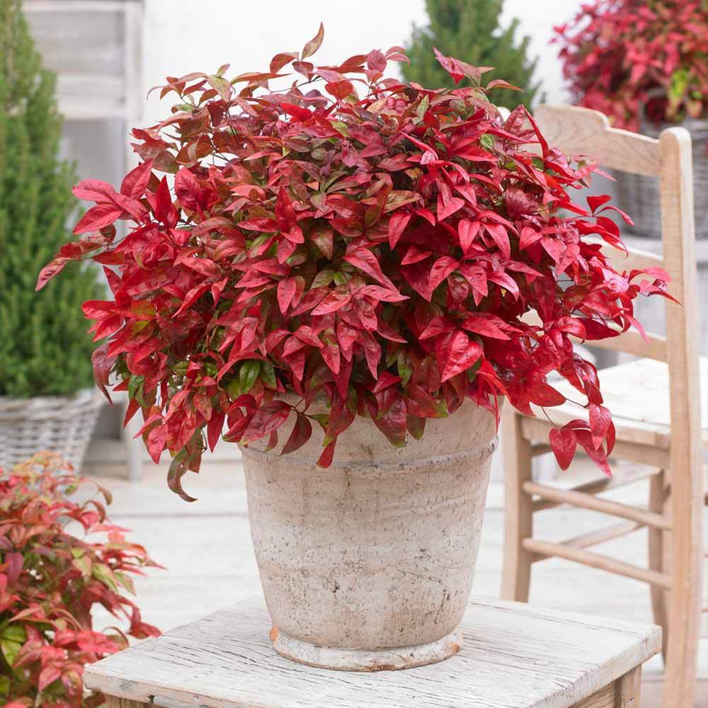 Southern Living® Blush Pink™ Nandina Shrub 2 Southern Living® Blush Pink™ Nandina Shrub