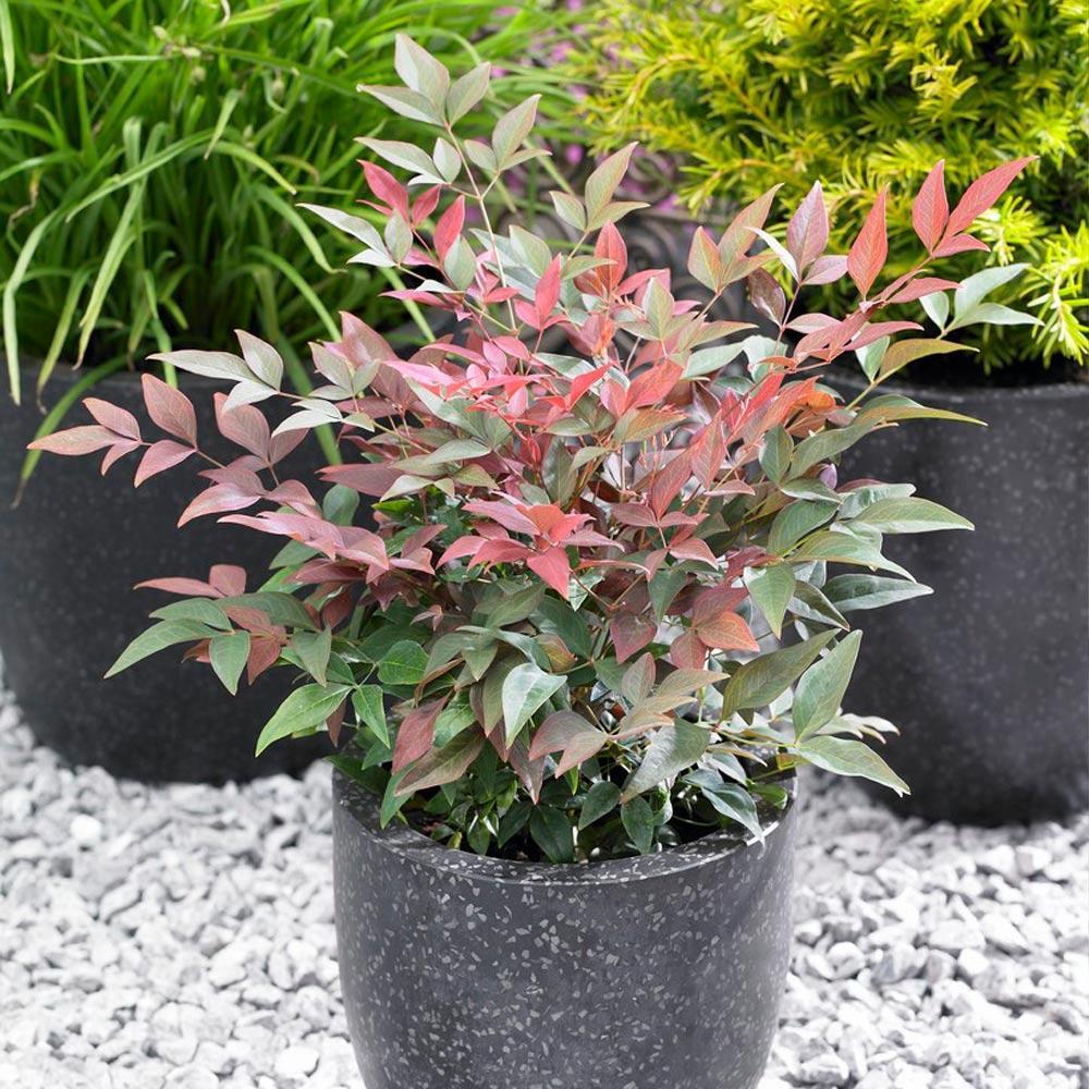 Southern Living® Blush Pink™ Nandina Shrub 3 Southern Living® Blush Pink™ Nandina Shrub