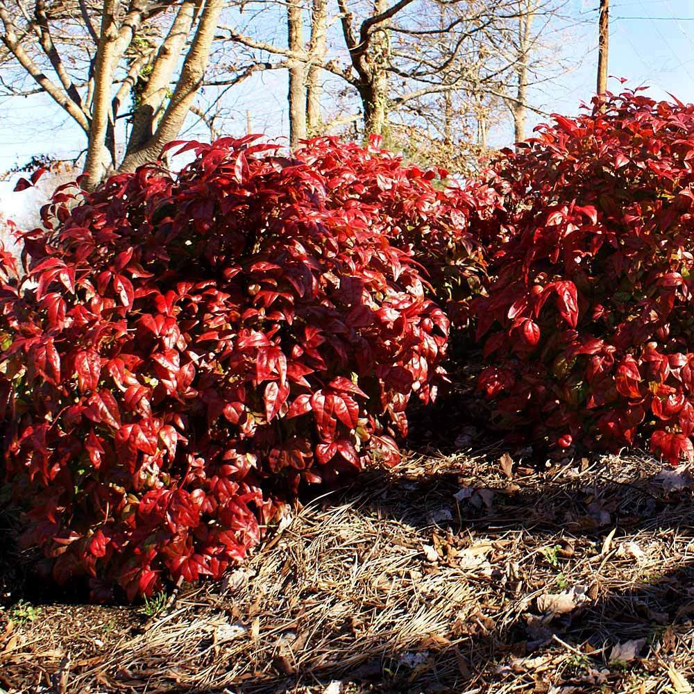 Southern Living® Blush Pink™ Nandina Shrub 4 Southern Living® Blush Pink™ Nandina Shrub
