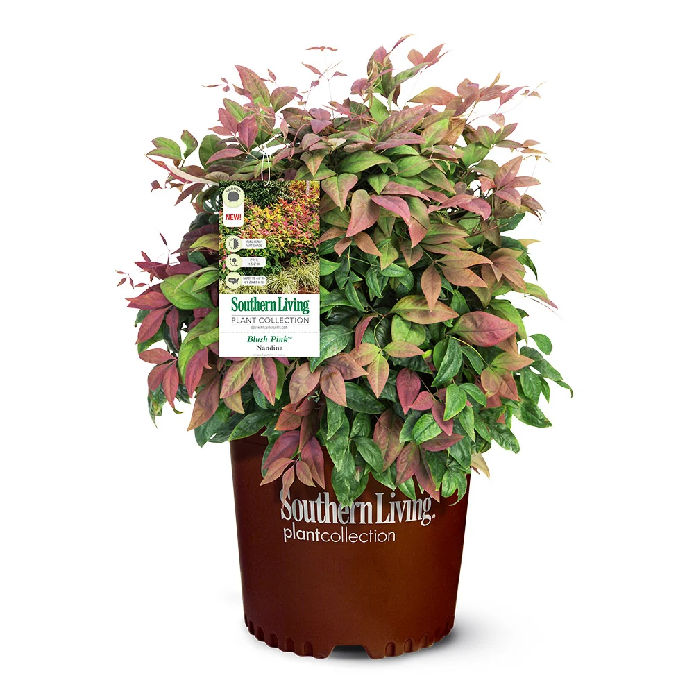Southern Living® Blush Pink™ Nandina Shrub 5 Southern Living® Blush Pink™ Nandina Shrub