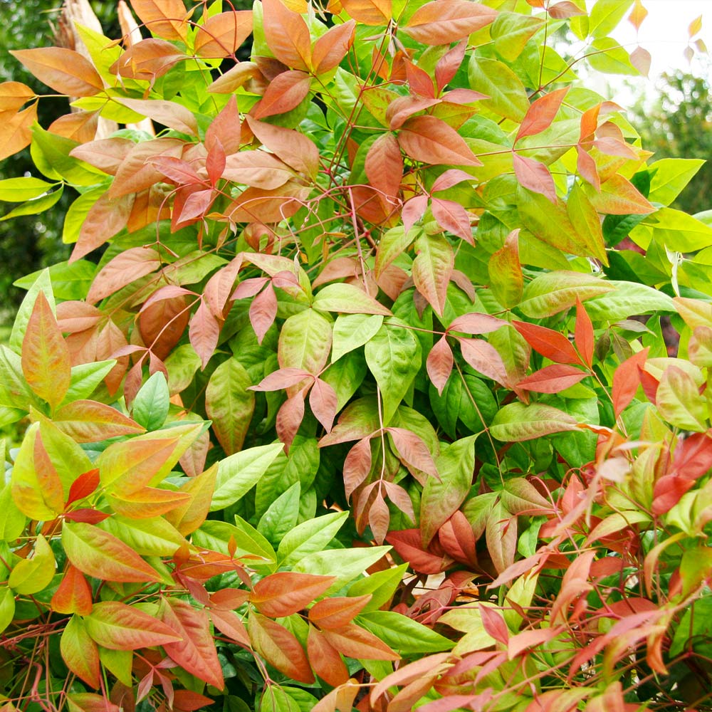 Southern Living® Blush Pink™ Nandina Shrub 6 Southern Living® Blush Pink™ Nandina Shrub