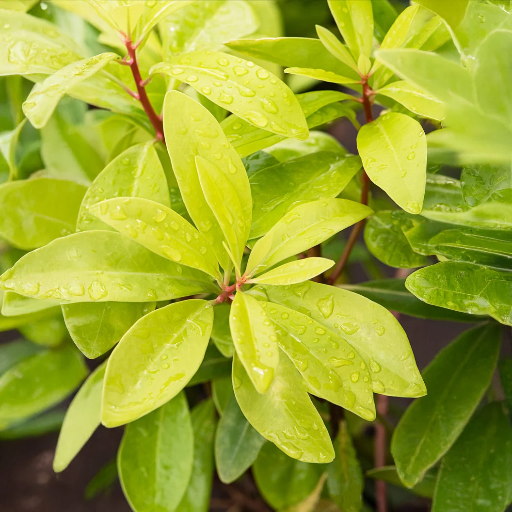 Southern Living® Florida Sunshine Illicium Shrub 2 Southern Living® Florida Sunshine Illicium Shrub