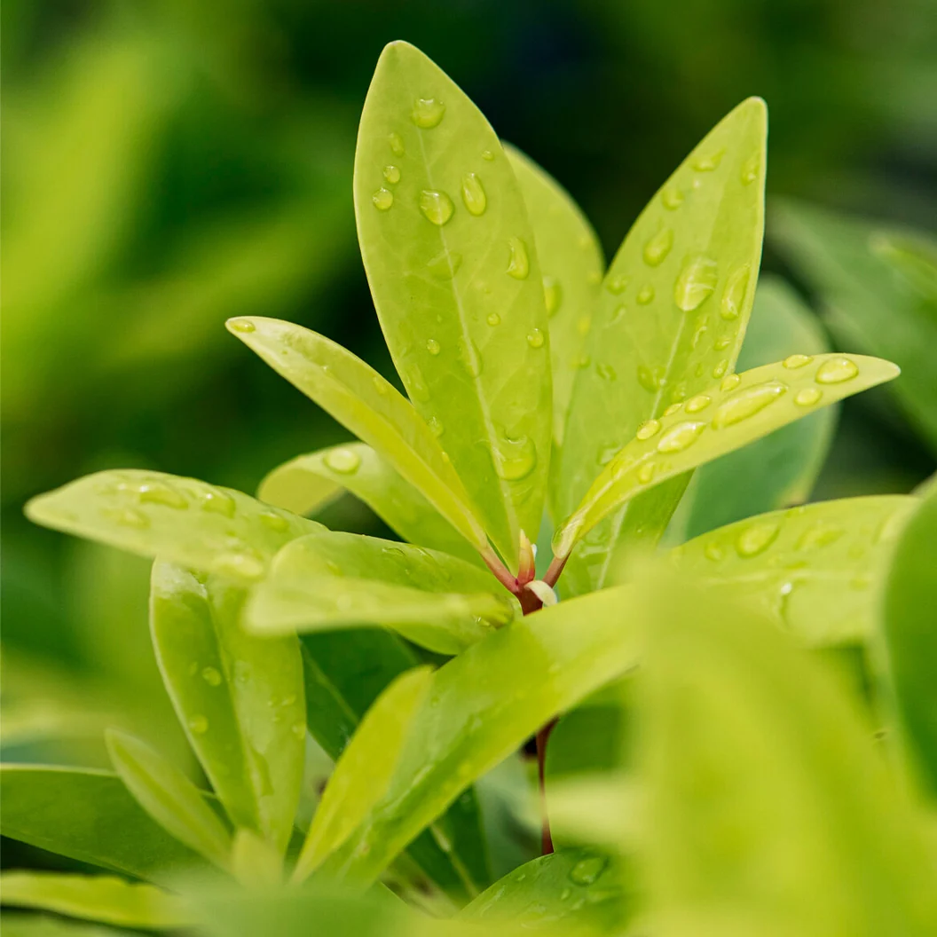 Southern Living® Florida Sunshine Illicium Shrub 3 Southern Living® Florida Sunshine Illicium Shrub