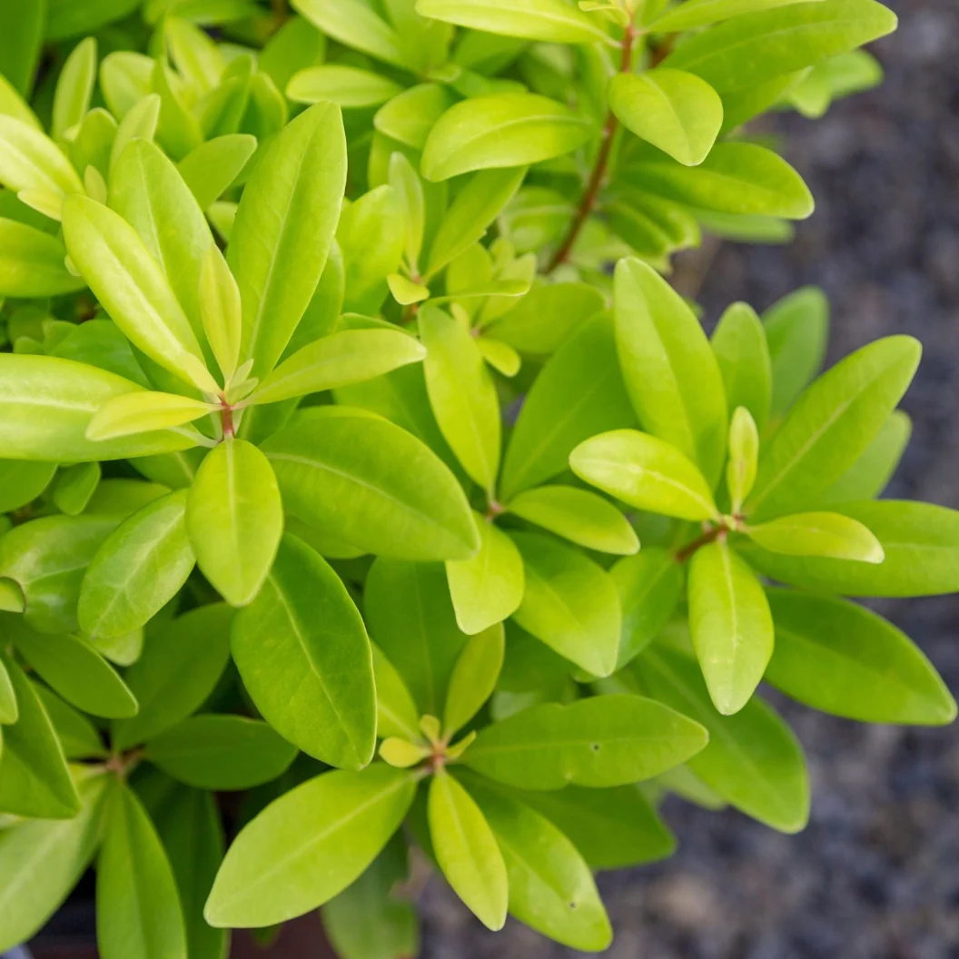 Southern Living® Florida Sunshine Illicium Shrub 4 Southern Living® Florida Sunshine Illicium Shrub