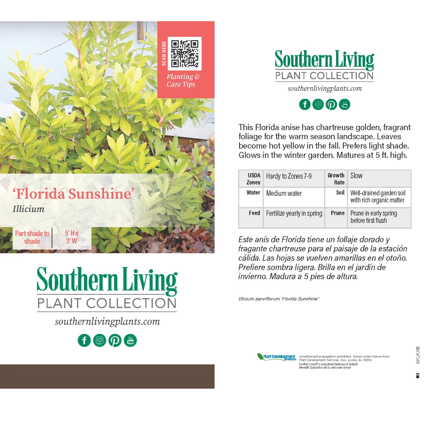 Southern Living® Florida Sunshine Illicium Shrub 5 Southern Living® Florida Sunshine Illicium Shrub