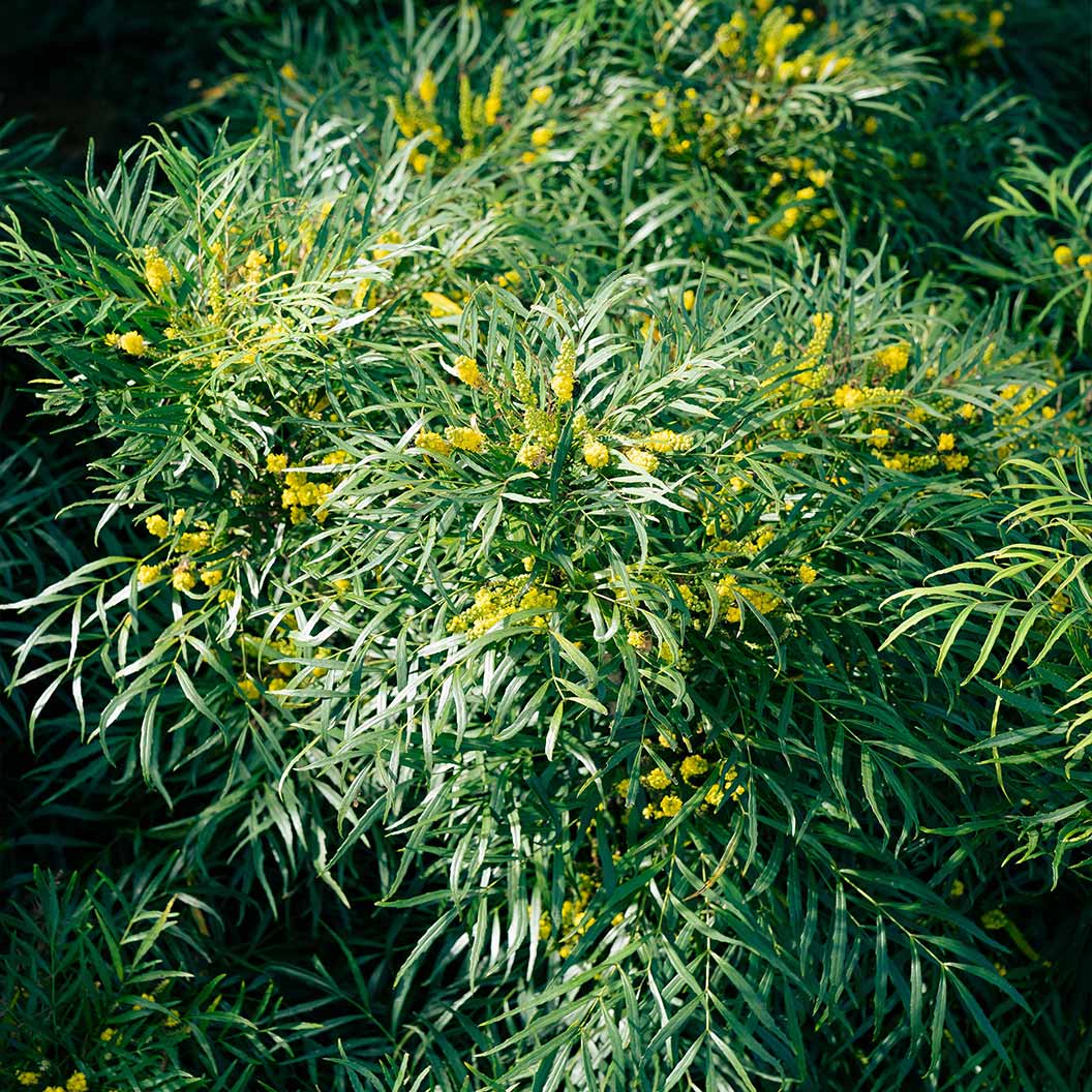 Soft Caress Mahonia Shrub 2 Soft Caress Mahonia Shrub
