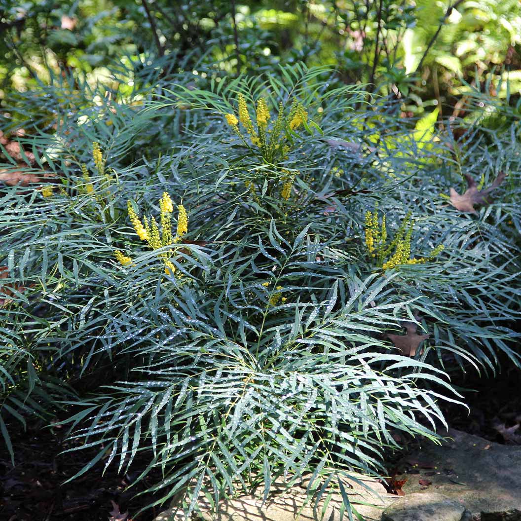 Soft Caress Mahonia Shrub 3 Soft Caress Mahonia Shrub