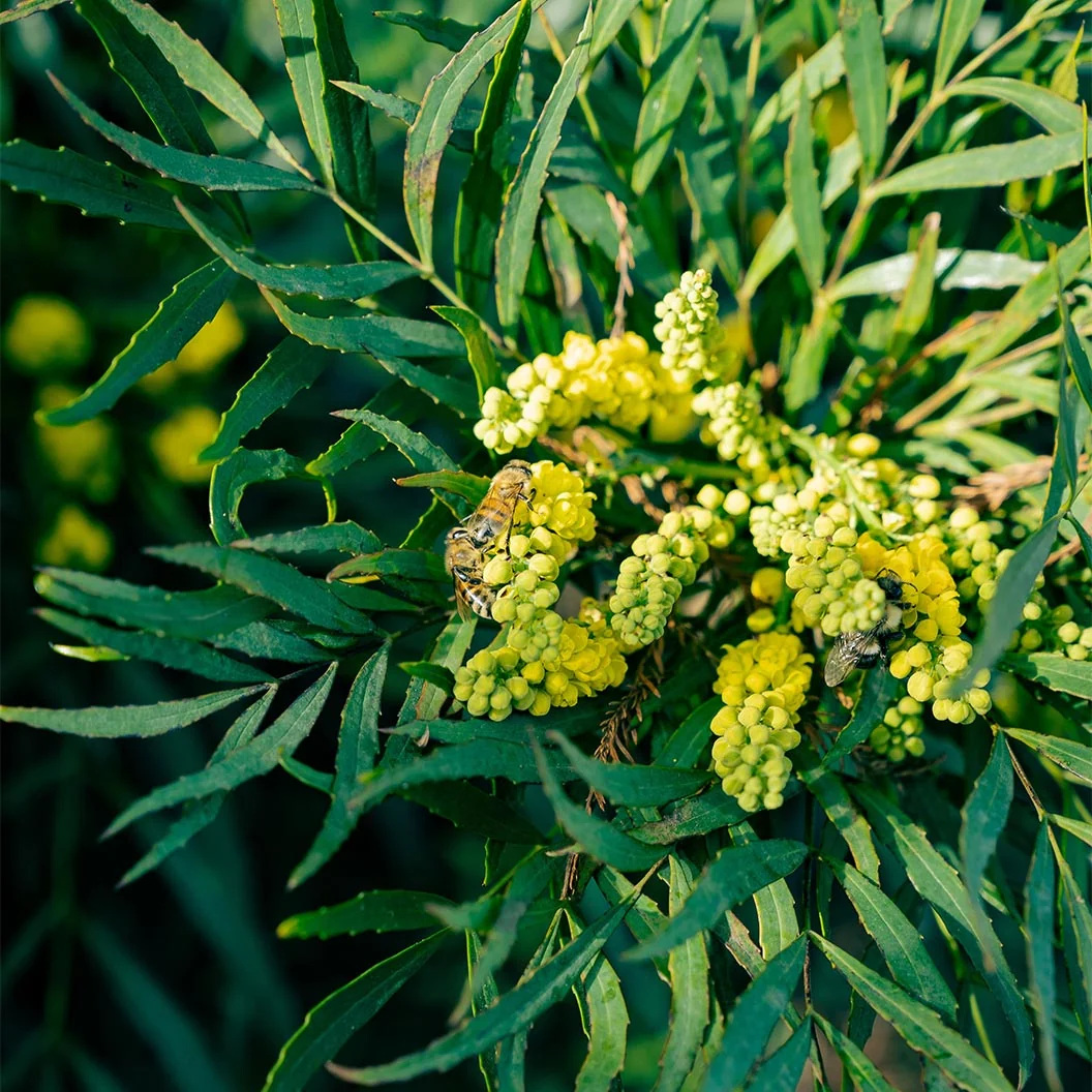 Soft Caress Mahonia Shrub 4 Soft Caress Mahonia Shrub