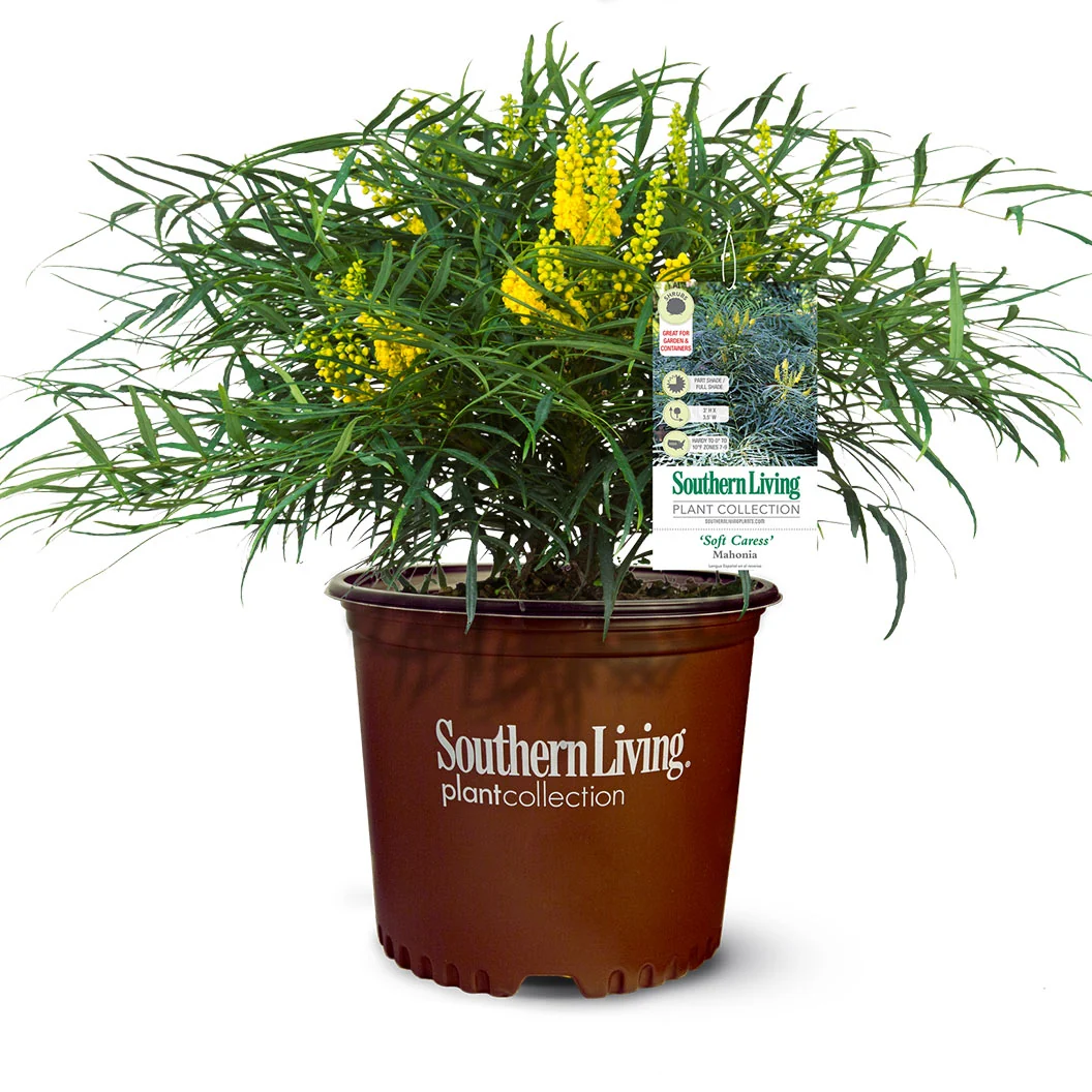Soft Caress Mahonia Shrub 5 Soft Caress Mahonia Shrub