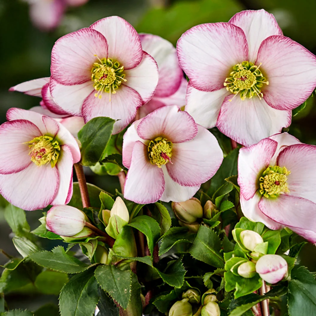 Ice n Roses® Picotee Helleborus Plant