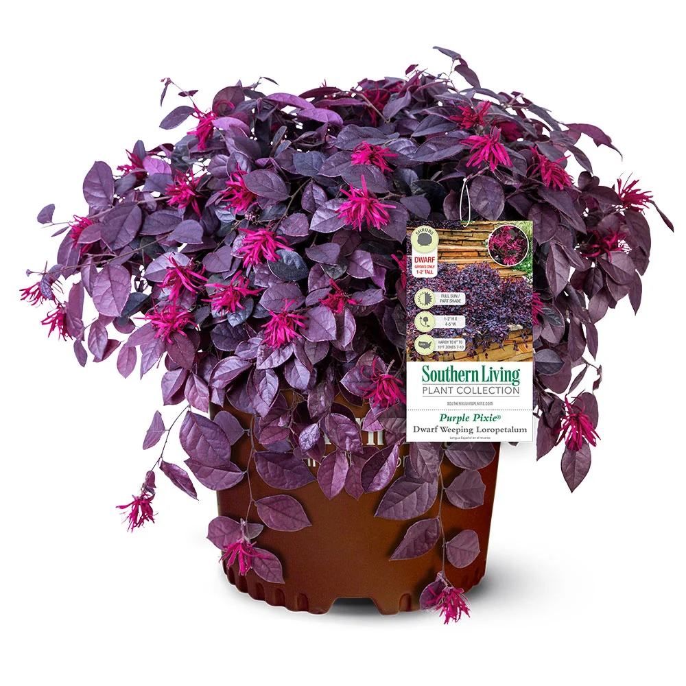 Southern Living® Purple Pixie® Dwarf Weeping Loropetalum Shrub