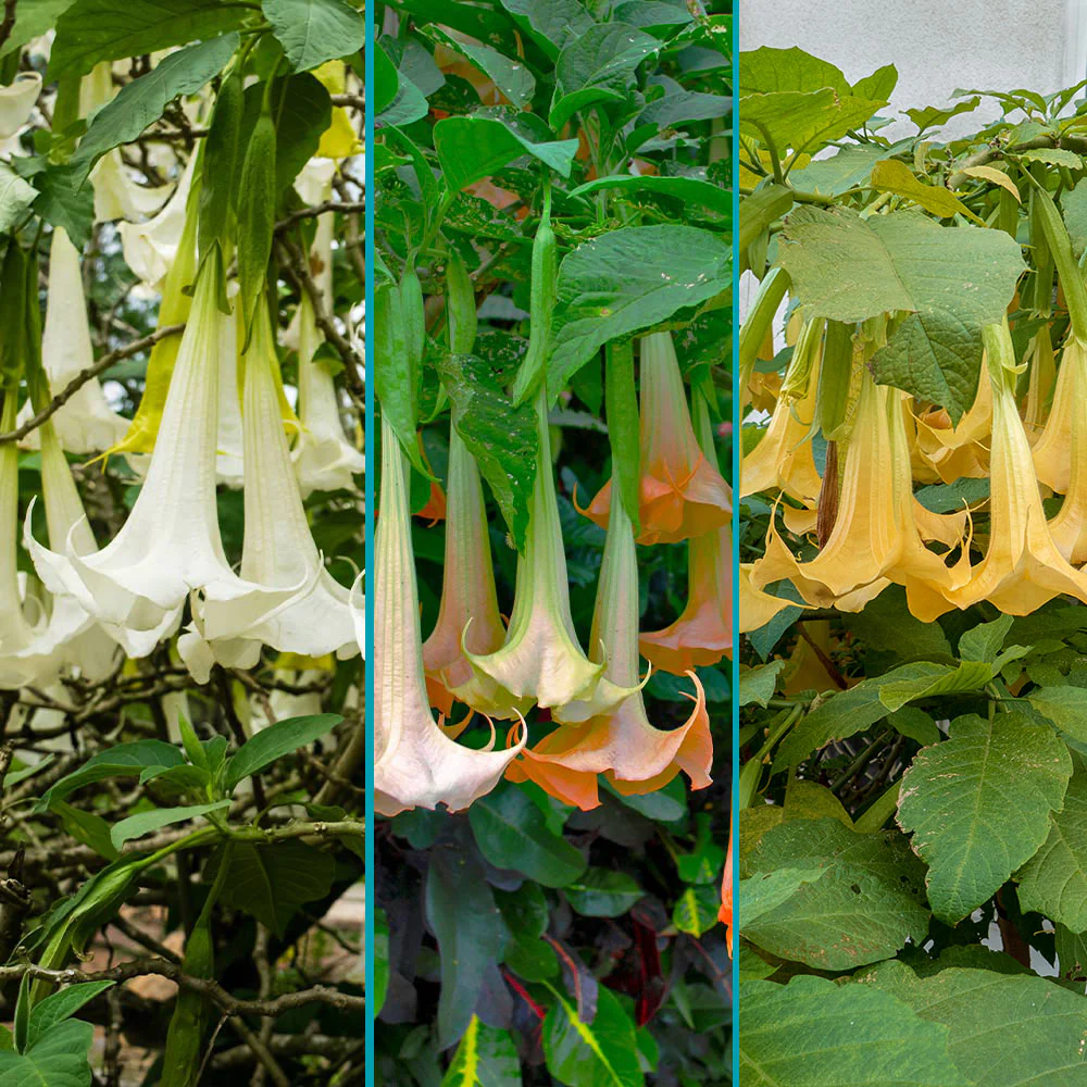 Multicolor Angel Trumpet Tree 2 Multicolor Angel Trumpet Tree