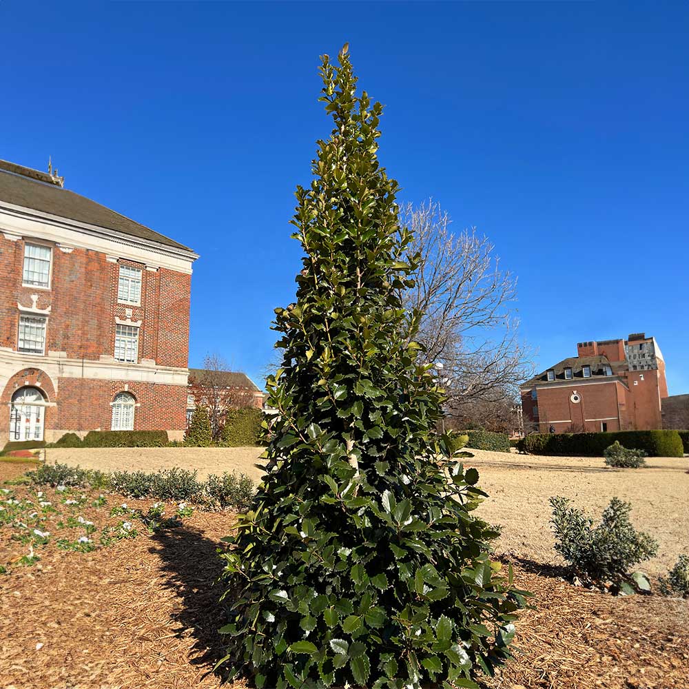 Monarch Holly Shrub