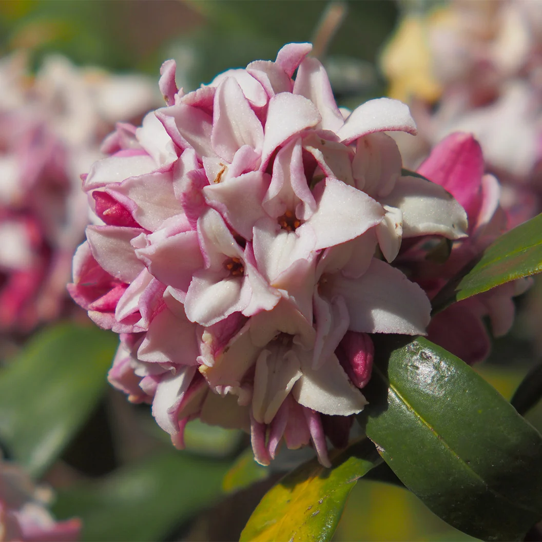 Perfume Princess® Daphne Shrub 2 Perfume Princess® Daphne Shrub