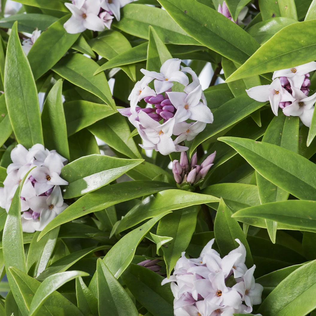 Perfume Princess® Daphne Shrub 3 Perfume Princess® Daphne Shrub