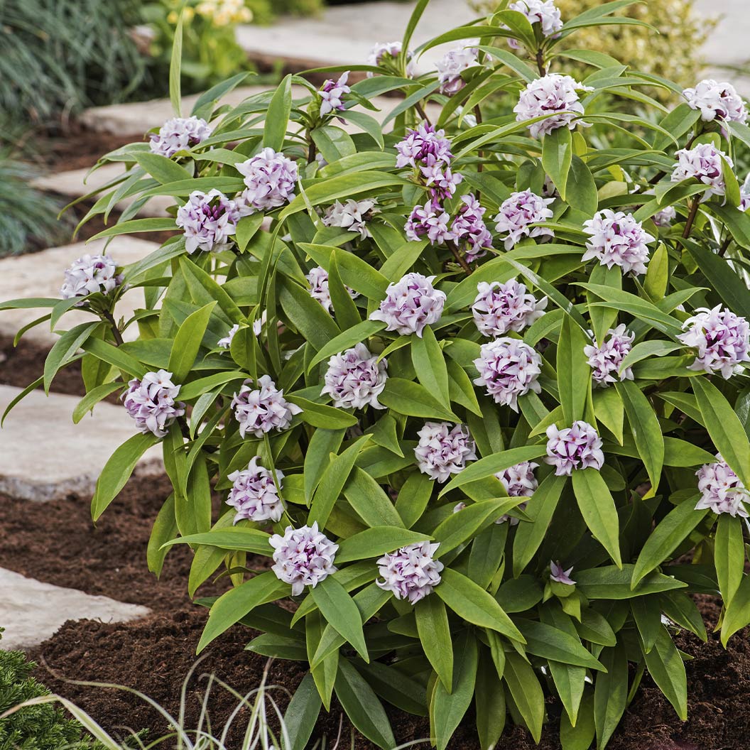 Perfume Princess® Daphne Shrub 4 Perfume Princess® Daphne Shrub