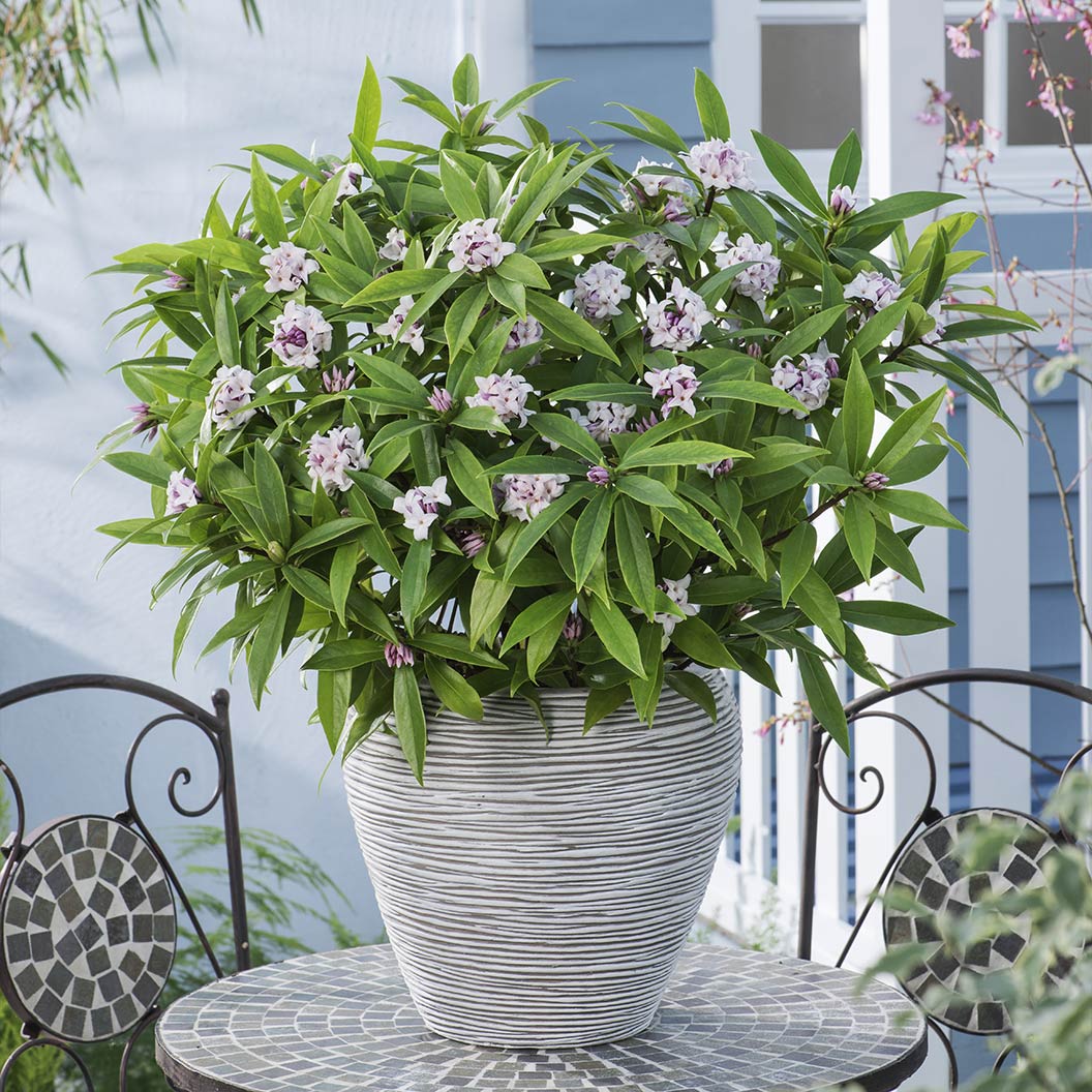 Perfume Princess® Daphne Shrub 5 Perfume Princess® Daphne Shrub
