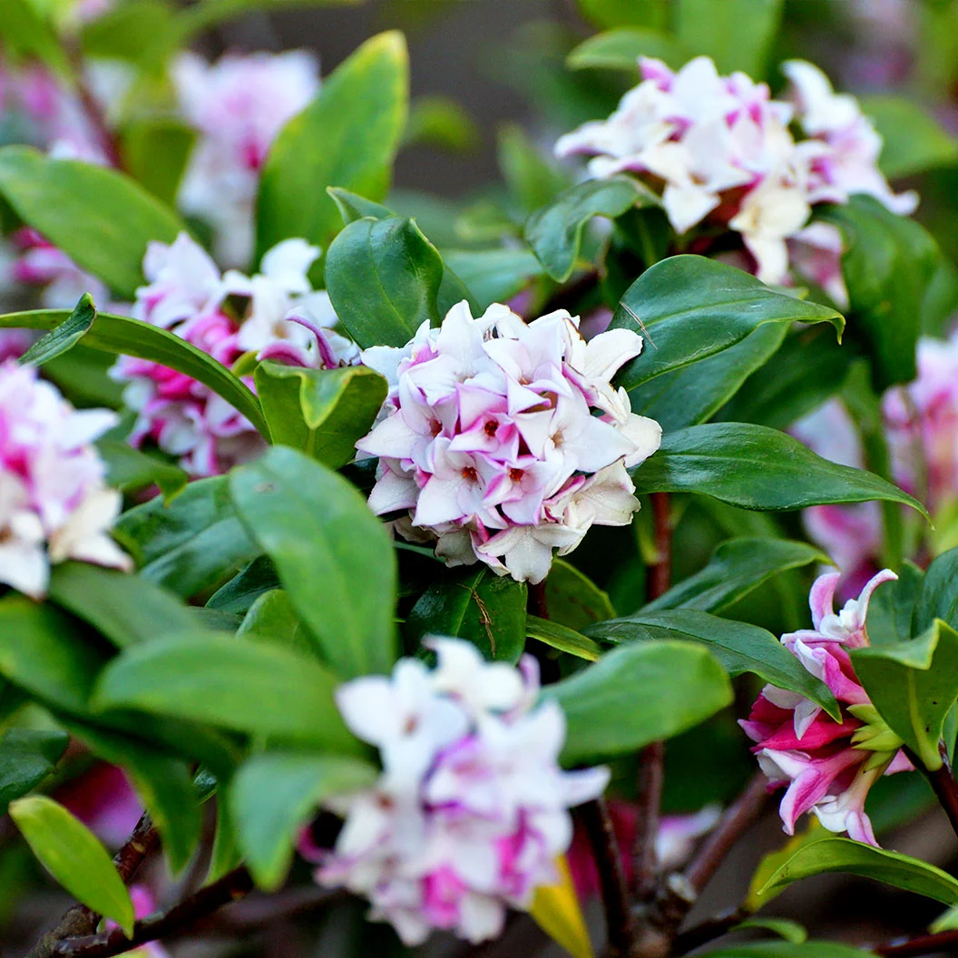 Perfume Princess® Daphne Shrub 6 Perfume Princess® Daphne Shrub