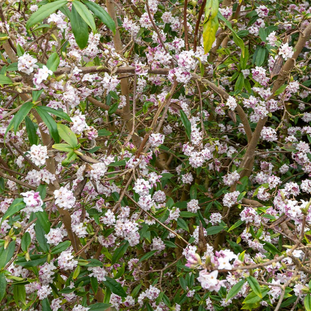 Perfume Princess® Daphne Shrub 7 Perfume Princess® Daphne Shrub