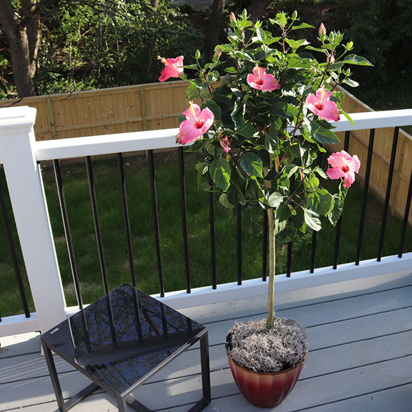Pink Tropical Hibiscus Tree 1 Pink Tropical Hibiscus Tree