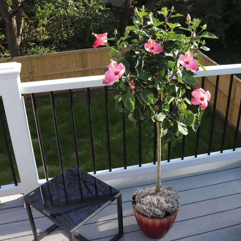 Pink Tropical Hibiscus Tree 2 Pink Tropical Hibiscus Tree
