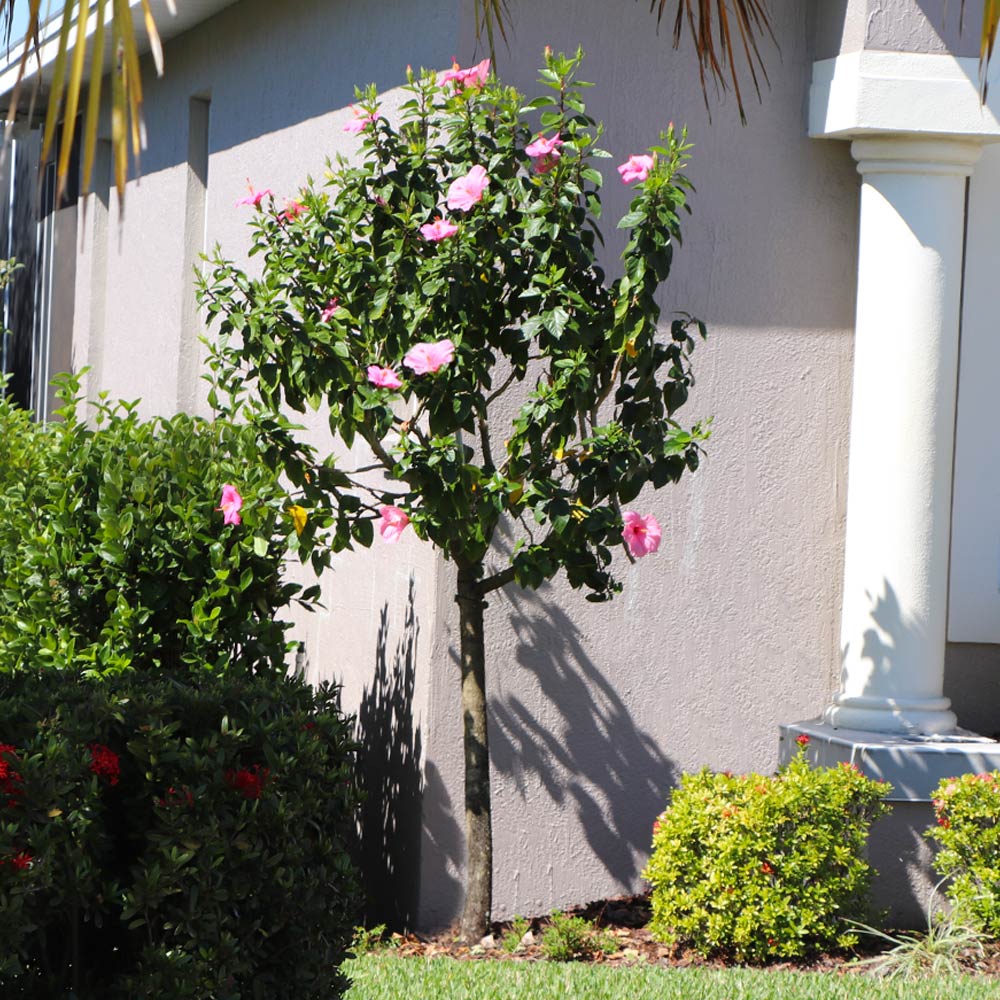 Pink Tropical Hibiscus Tree 4 Pink Tropical Hibiscus Tree