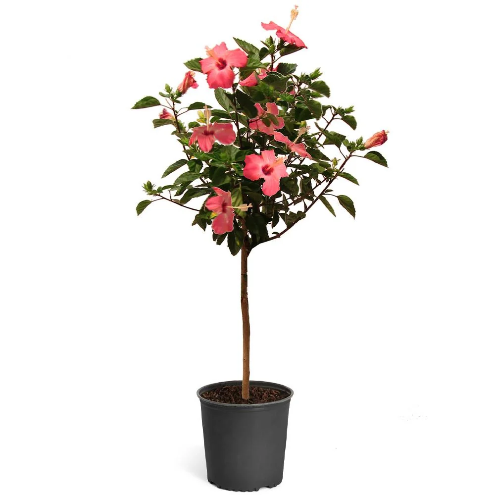 Pink Tropical Hibiscus Tree 5 Pink Tropical Hibiscus Tree