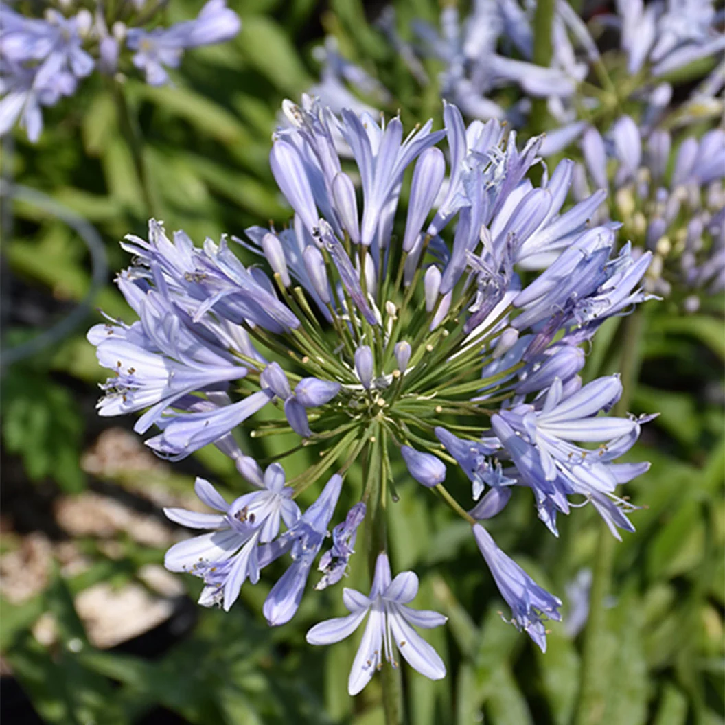 Straight A® Barley Blue Agapanthus Plant 2 Straight A® Barley Blue Agapanthus Plant