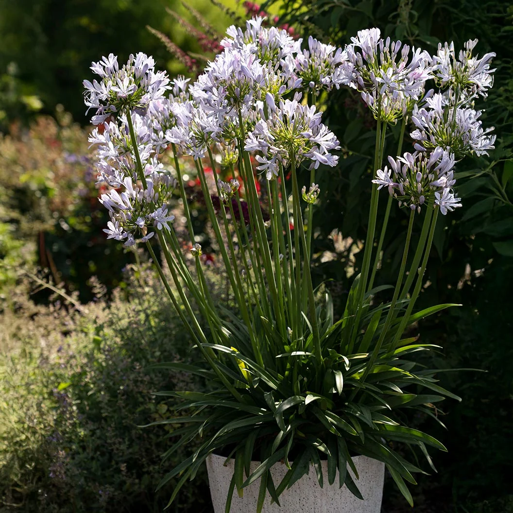Straight A® Barley Blue Agapanthus Plant 3 Straight A® Barley Blue Agapanthus Plant