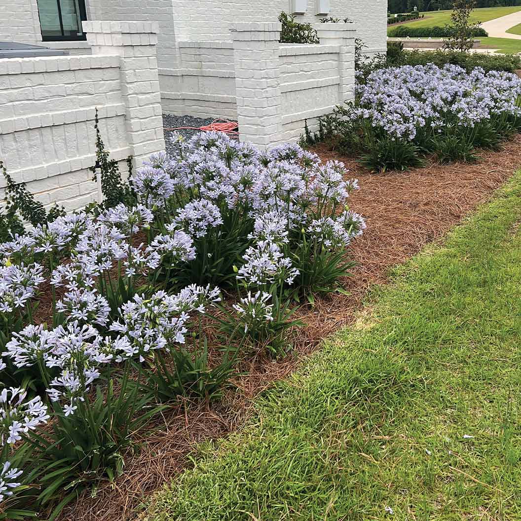 Straight A® Barley Blue Agapanthus Plant 4 Straight A® Barley Blue Agapanthus Plant