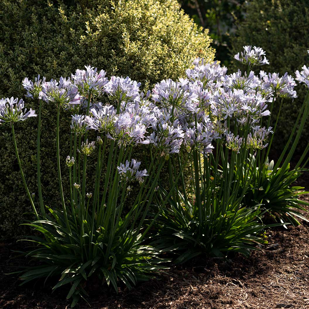 Straight A® Barley Blue Agapanthus Plant 5 Straight A® Barley Blue Agapanthus Plant