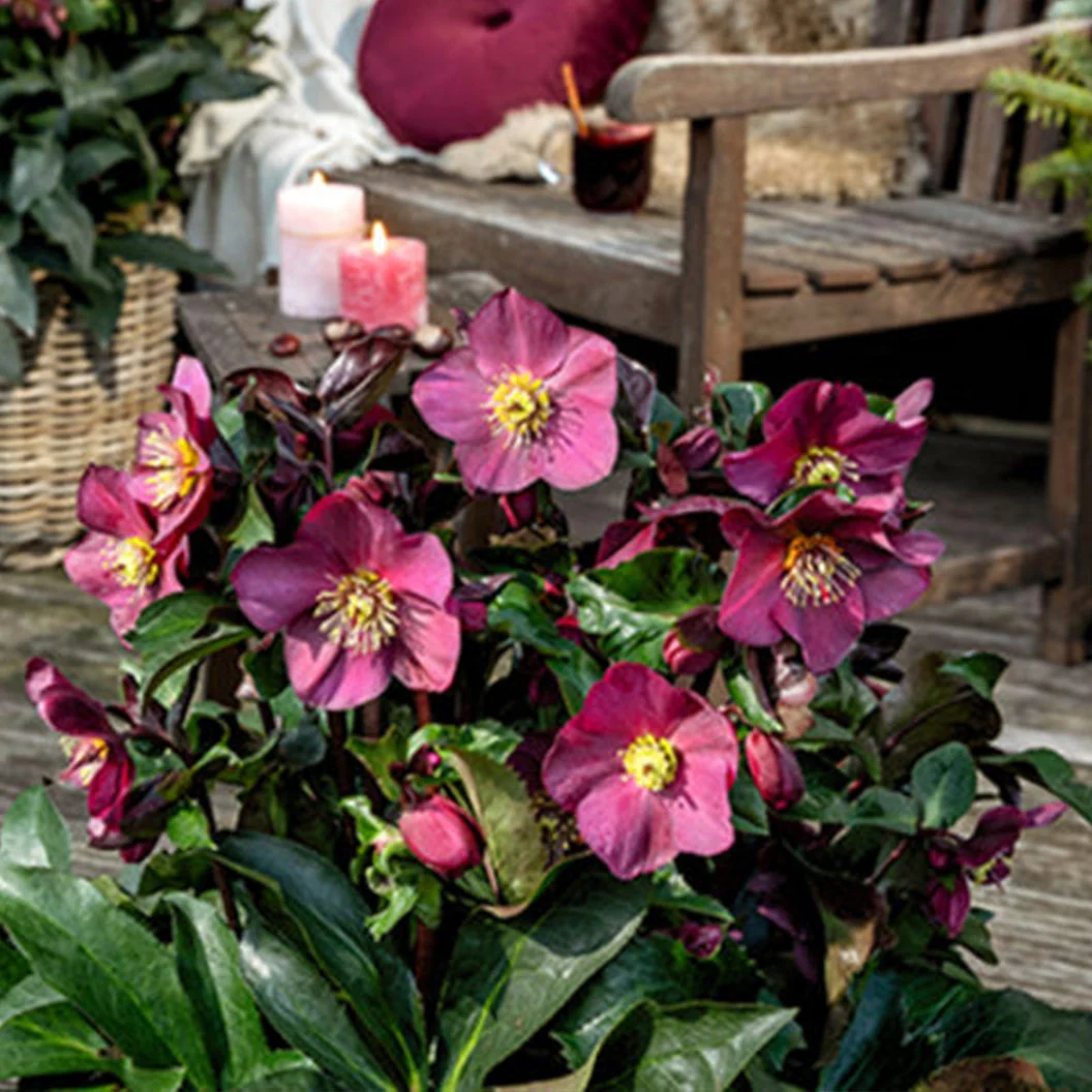 Ice N' Roses 'Early Red' Lenten Rose Plant