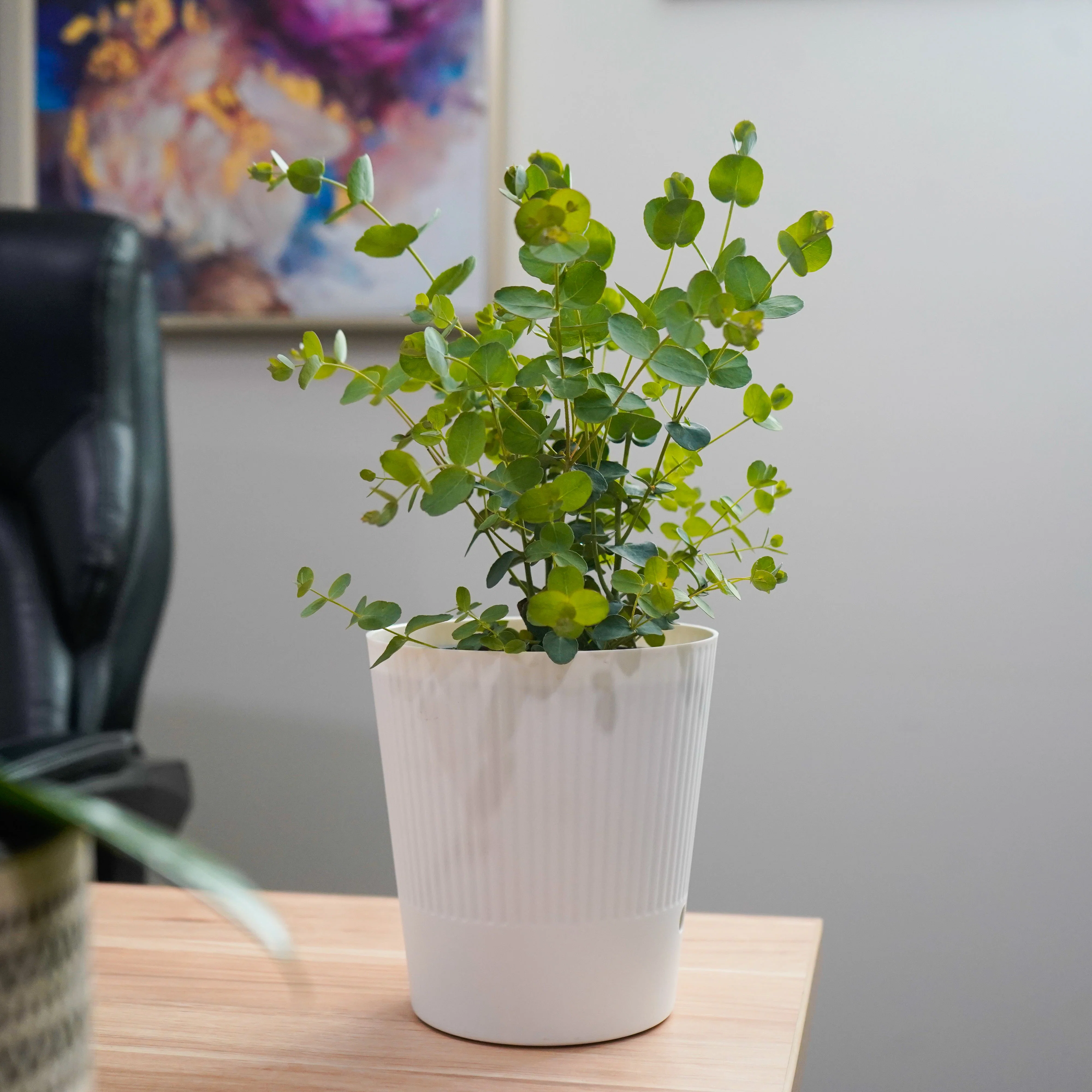 Silver Drop Eucalyptus Plant in White Deco Pot