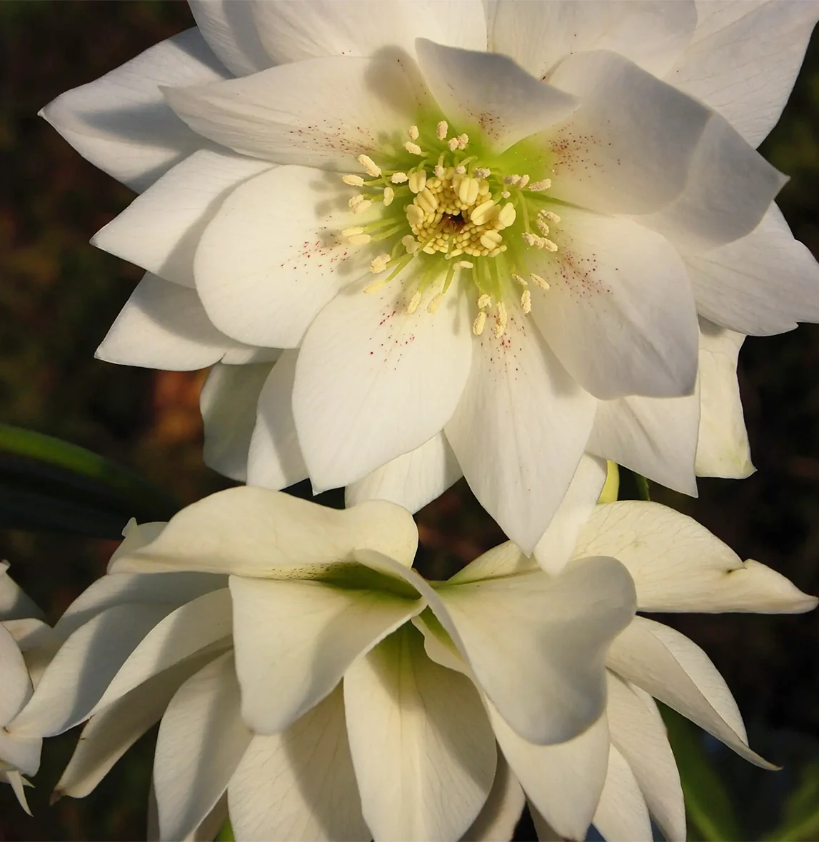 Winter Jewels® Sparkling Diamond Lenten Rose Plant 1 Winter Jewels® Sparkling Diamond Lenten Rose Plant