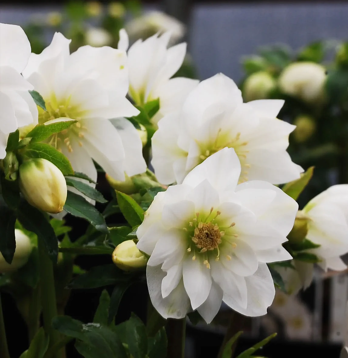 Winter Jewels® Sparkling Diamond Lenten Rose Plant 3 Winter Jewels® Sparkling Diamond Lenten Rose Plant