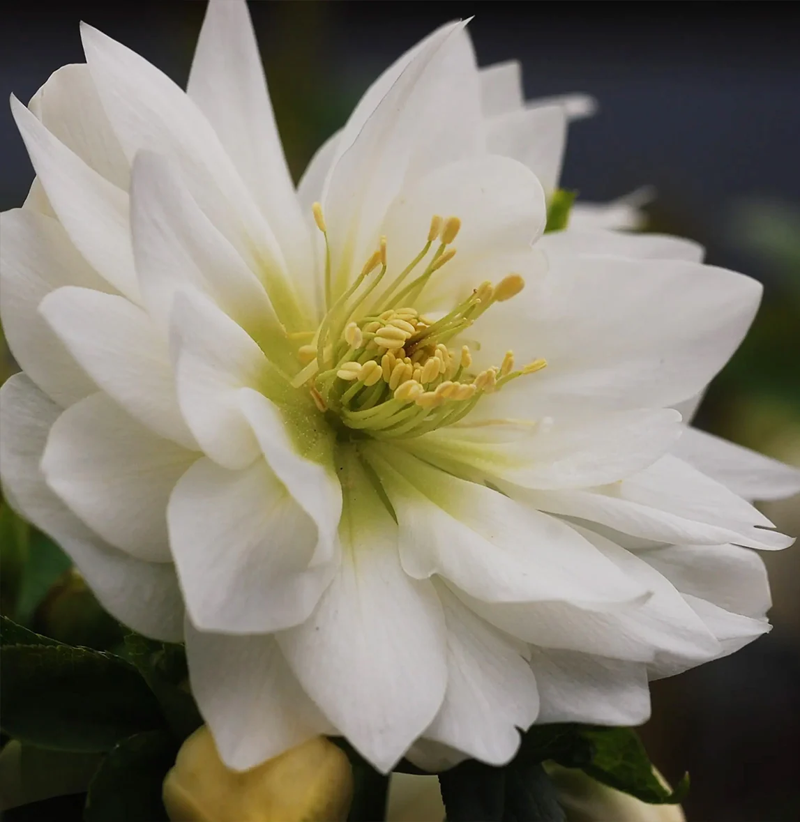 Winter Jewels® Sparkling Diamond Lenten Rose Plant 4 Winter Jewels® Sparkling Diamond Lenten Rose Plant