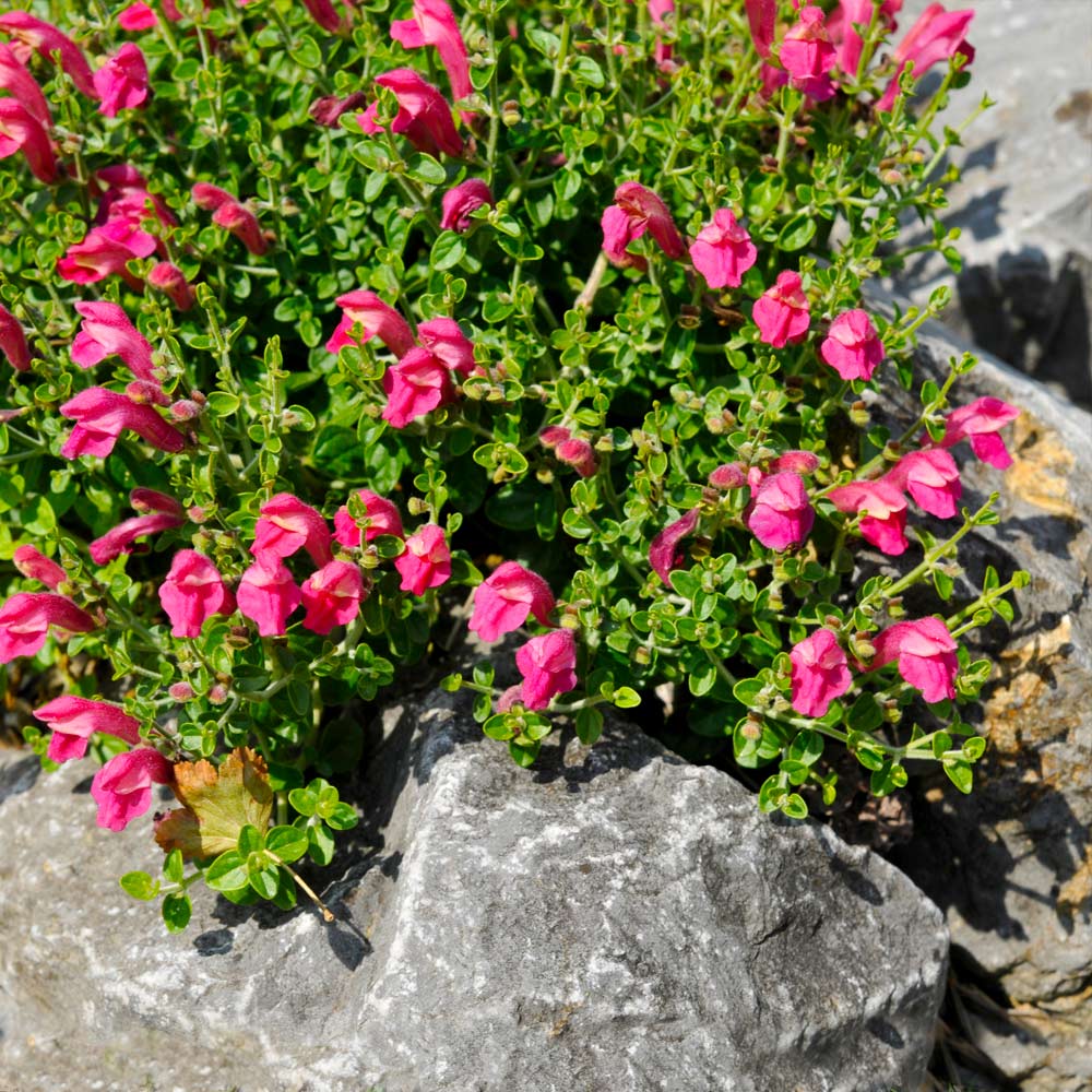 Pink Skullcap Shrub 2 Pink Skullcap Shrub