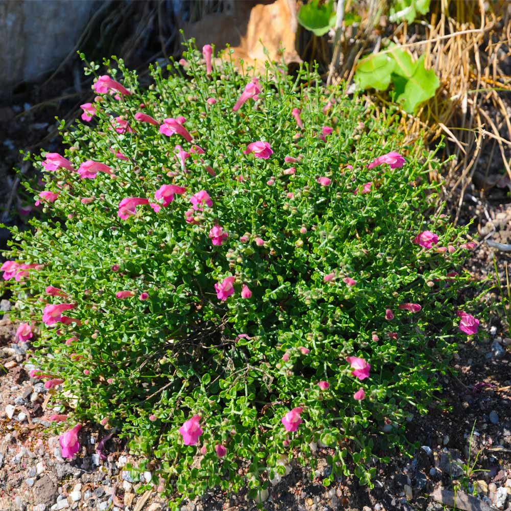 Pink Skullcap Shrub 3 Pink Skullcap Shrub