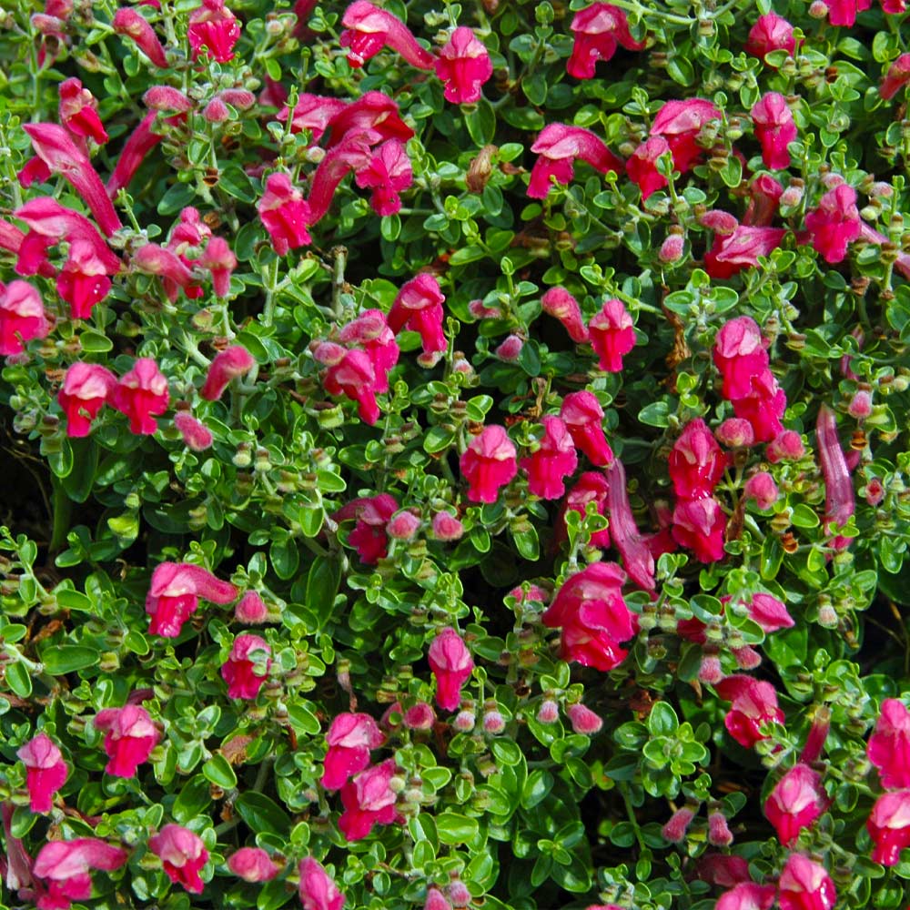 Pink Skullcap Shrub 4 Pink Skullcap Shrub
