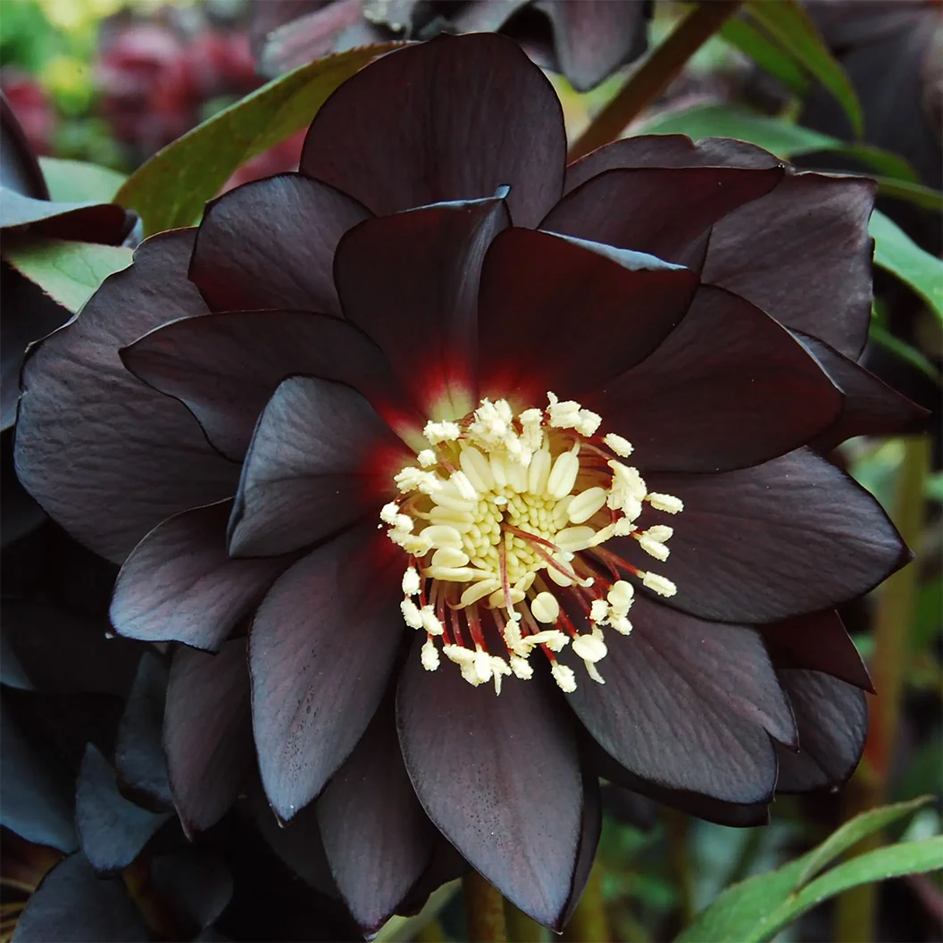 Winter Jewels® Onyx Odyssey Lenten Rose Plant 2 Winter Jewels® Onyx Odyssey Lenten Rose Plant