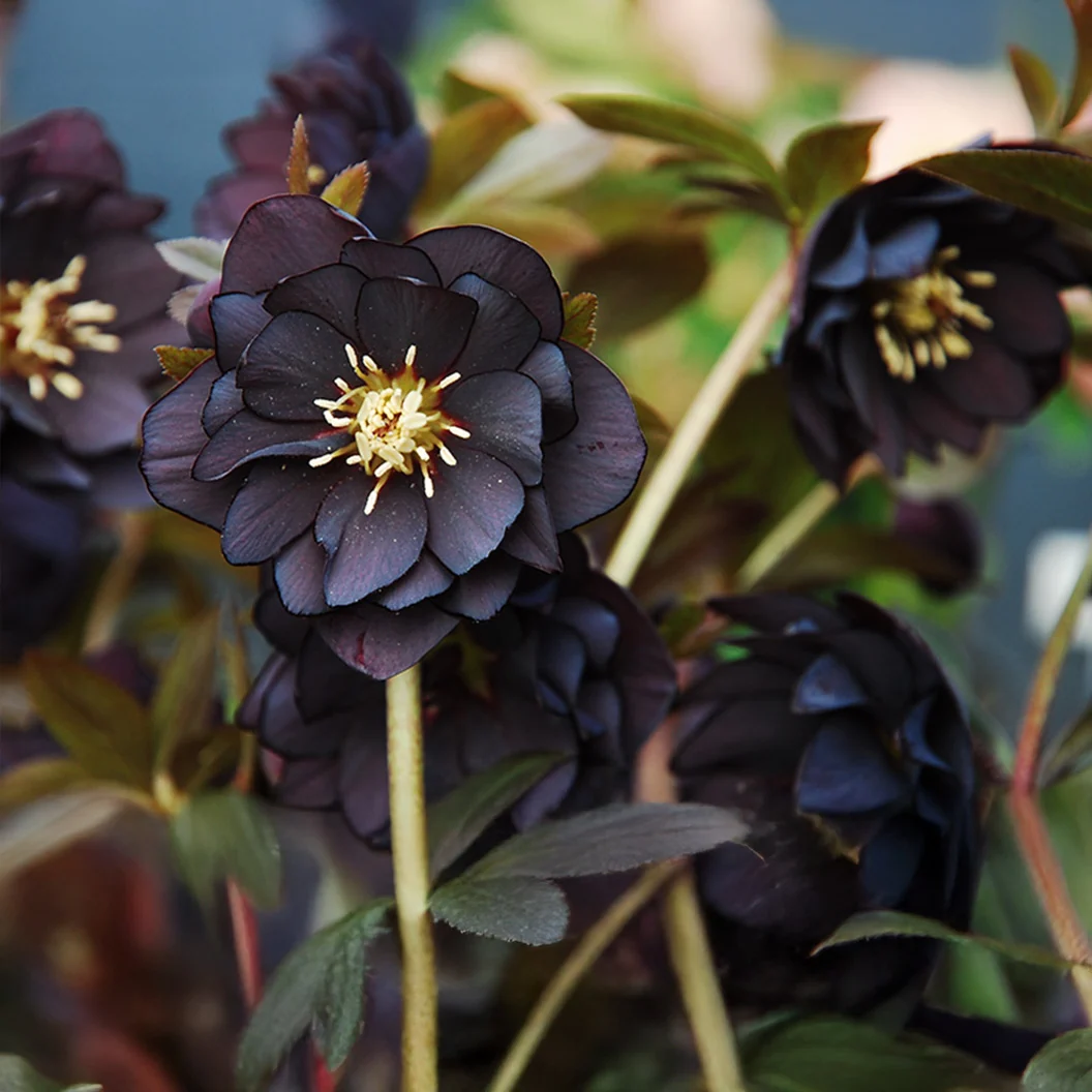 Winter Jewels® Onyx Odyssey Lenten Rose Plant 3 Winter Jewels® Onyx Odyssey Lenten Rose Plant
