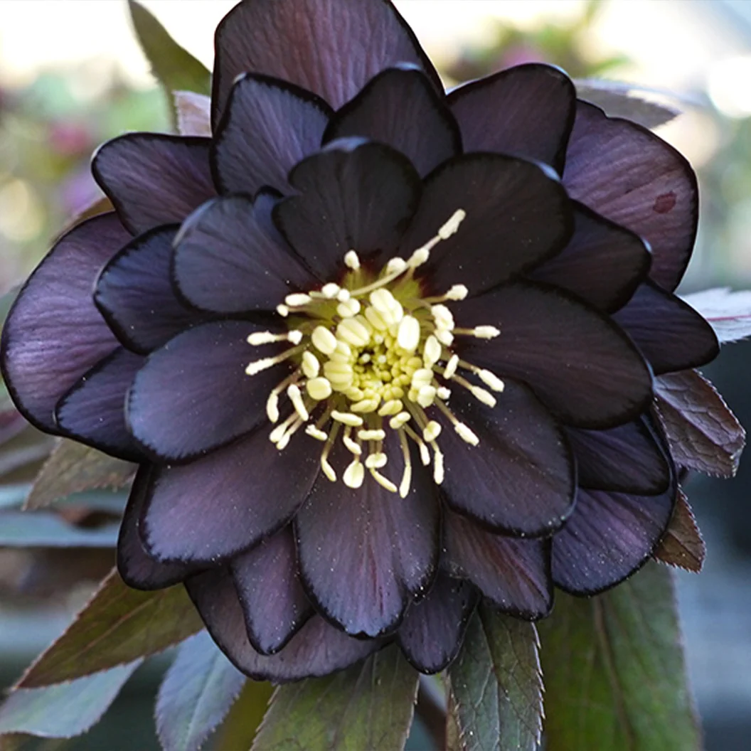 Winter Jewels® Onyx Odyssey Lenten Rose Plant 4 Winter Jewels® Onyx Odyssey Lenten Rose Plant