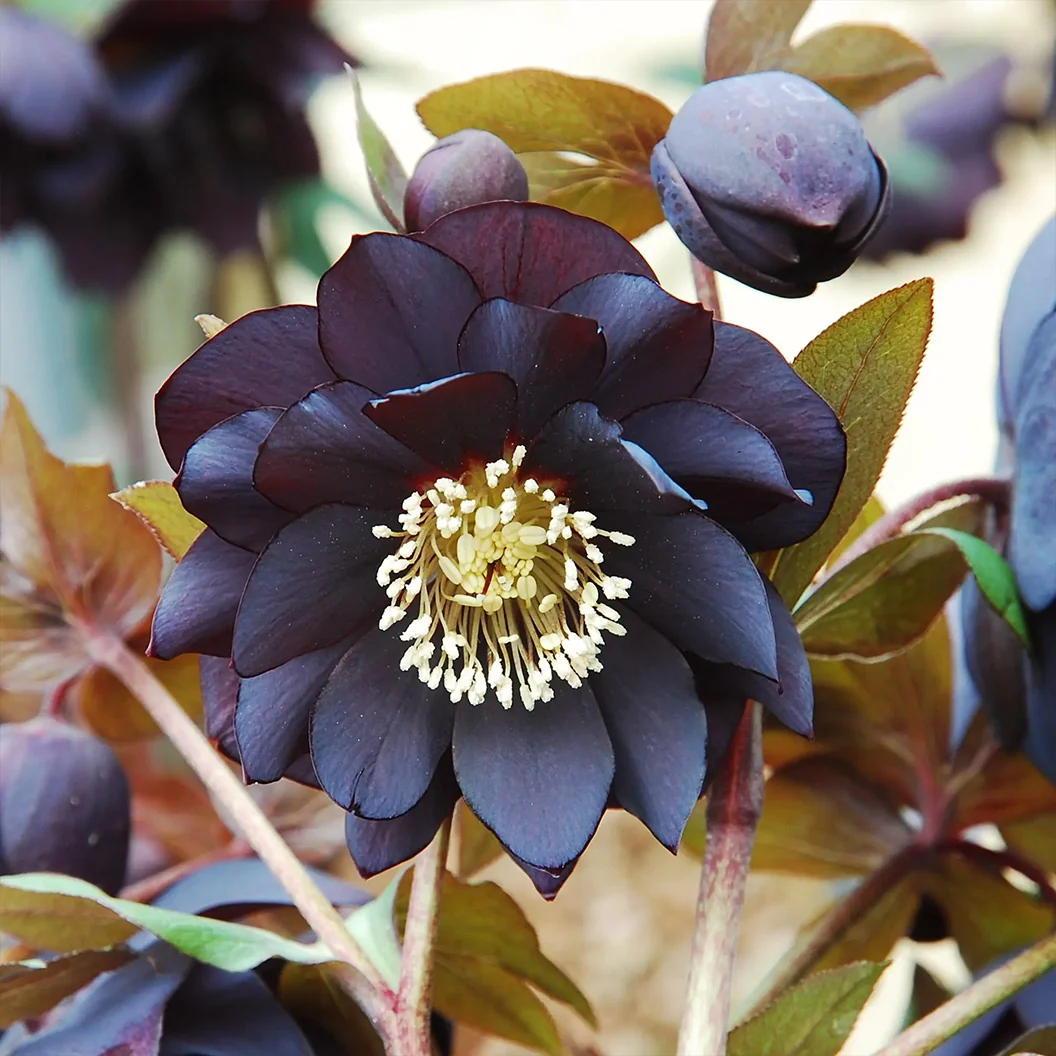 Winter Jewels® Onyx Odyssey Lenten Rose Plant 5 Winter Jewels® Onyx Odyssey Lenten Rose Plant