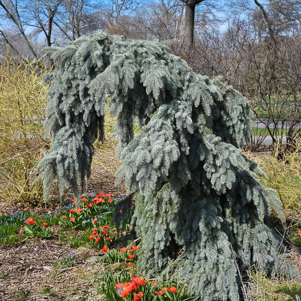 Slenderina Weeping Blue Spruce Tree 1 Slenderina Weeping Blue Spruce Tree