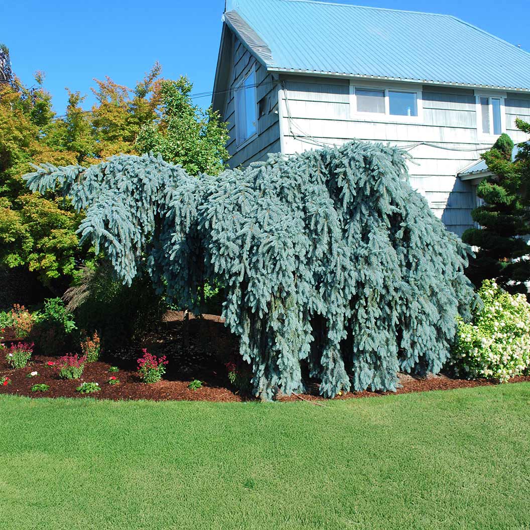 Slenderina Weeping Blue Spruce Tree 3 Slenderina Weeping Blue Spruce Tree