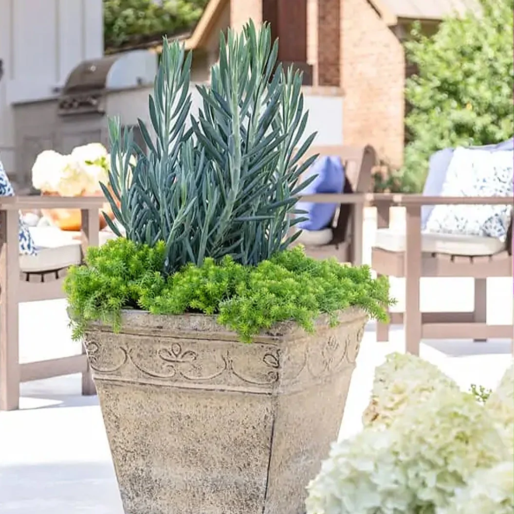 Southern Living® Skyscraper® Senecio Plant