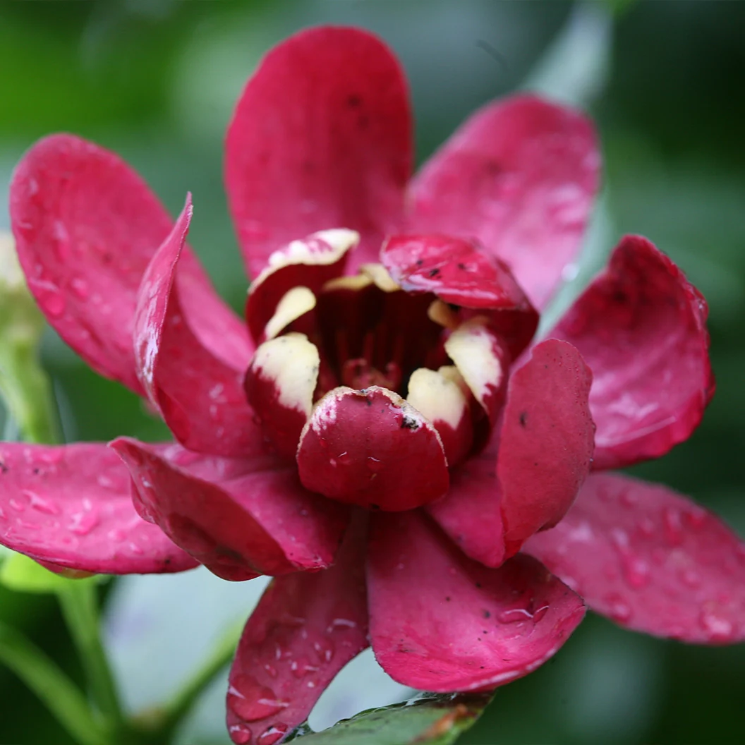 Proven Winners® Aphrodite Sweetshrub 2 Proven Winners® Aphrodite Sweetshrub