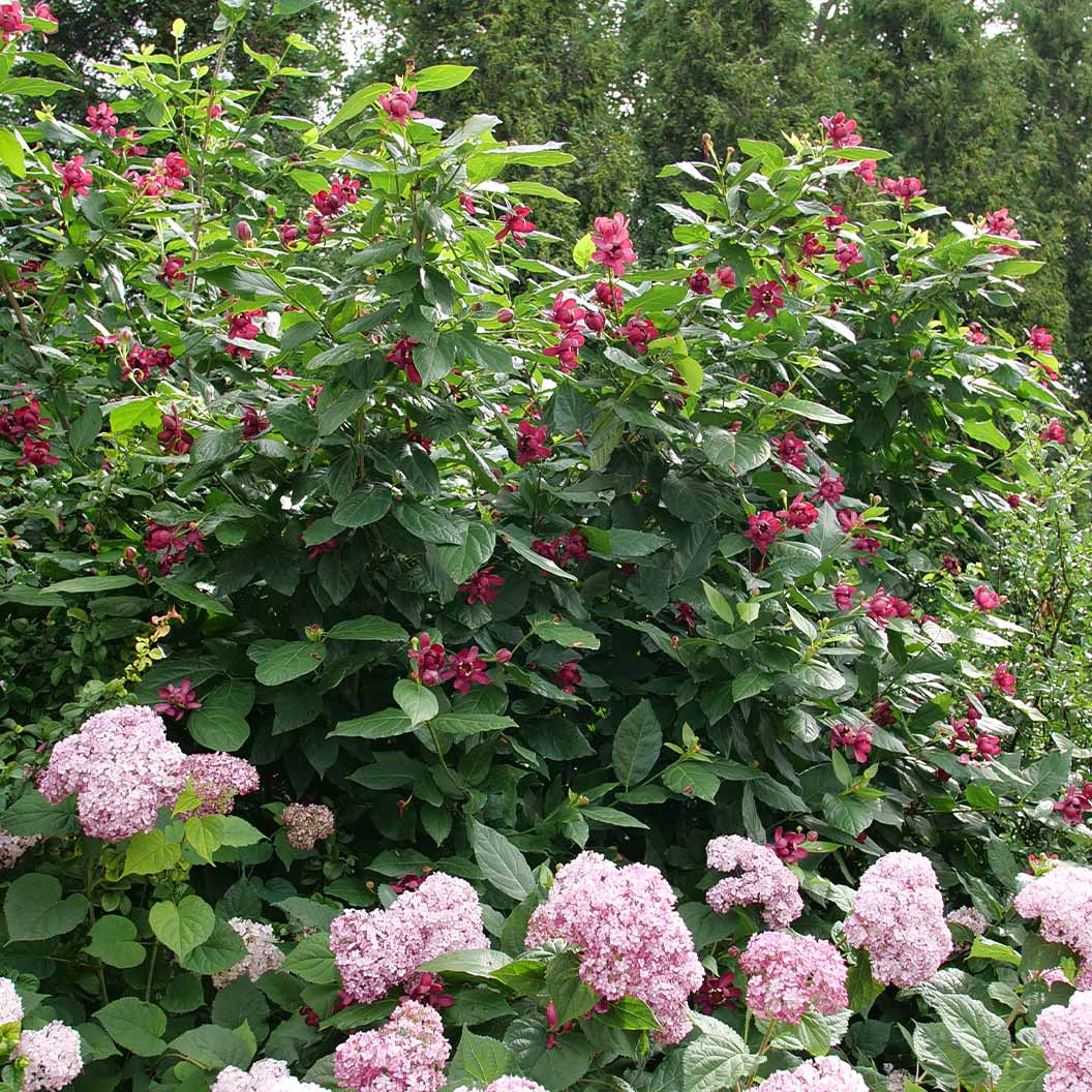 Proven Winners® Aphrodite Sweetshrub 3 Proven Winners® Aphrodite Sweetshrub