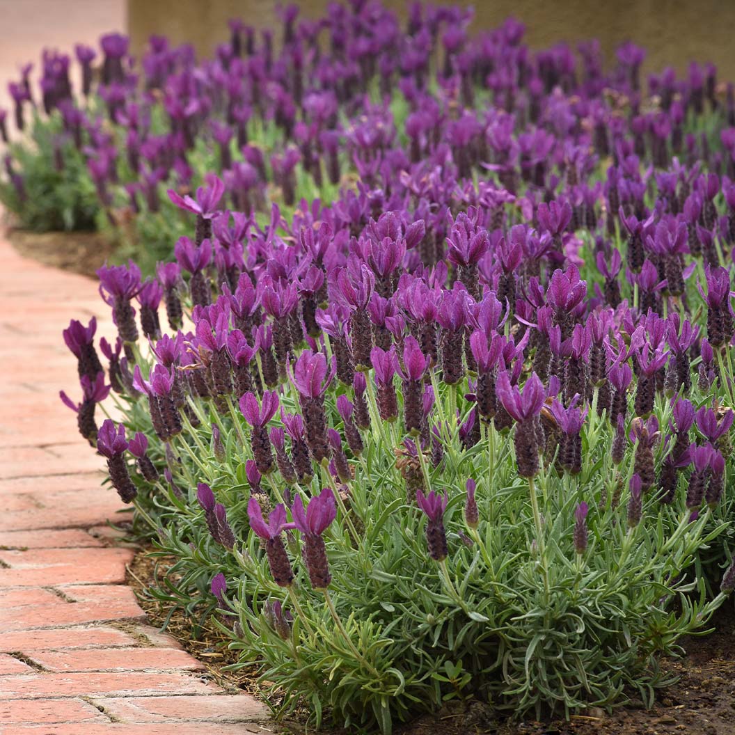Primavera Spanish Lavender Plant 1 Primavera Spanish Lavender Plant